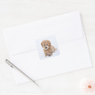 Goldendoodle Puppy With Snow On Face Square Sticker