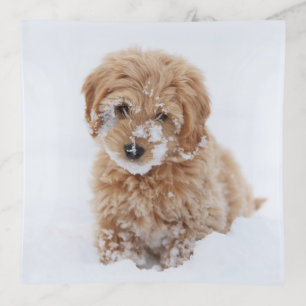 Goldendoodle Puppy With Snow On Face Trinket Tray