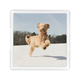 Goldendoodle Running Through Field Acrylic Tray