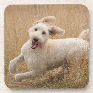 Goldendoodle Runs Through Grass Beverage Coaster