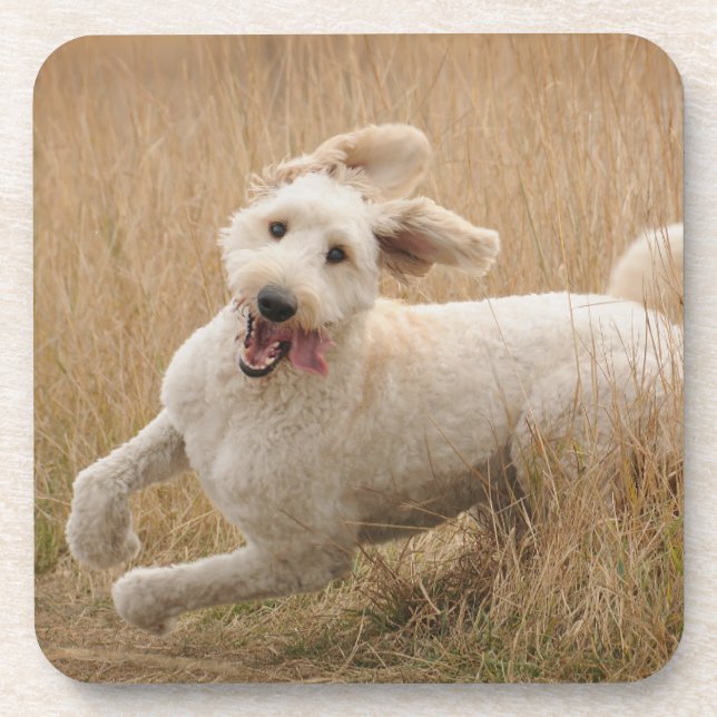 Goldendoodle Runs Through Grass Beverage Coaster (Front)