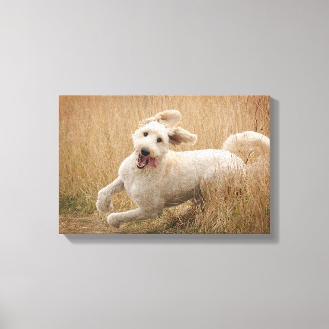 Goldendoodle Runs Through Grass Canvas Print (Front)