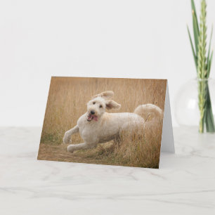 Goldendoodle Runs Through Grass Card