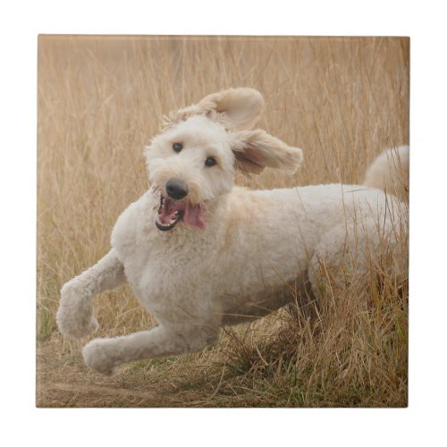 Goldendoodle Runs Through Grass Ceramic Tile