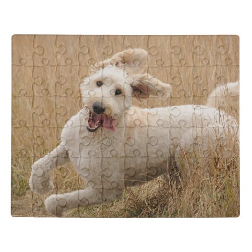 Goldendoodle Runs Through Grass Jigsaw Puzzle