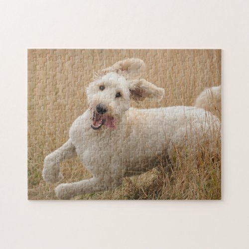 Goldendoodle Runs Through Grass Jigsaw Puzzle