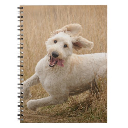 Goldendoodle Runs Through Grass Notebook