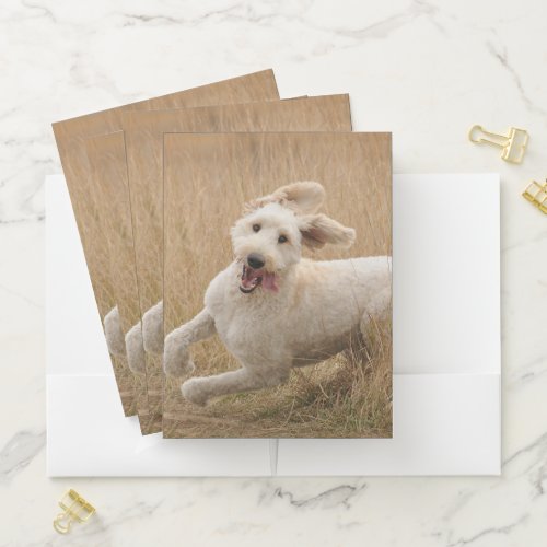 Goldendoodle Runs Through Grass Pocket Folder