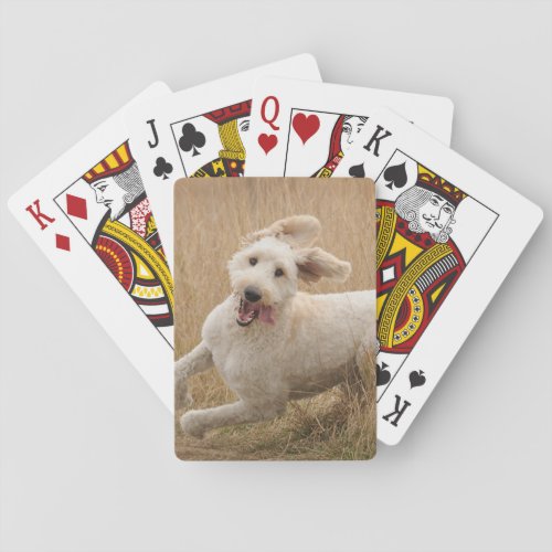 Goldendoodle Runs Through Grass Poker Cards