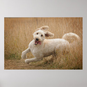 Goldendoodle Runs Through Grass Poster