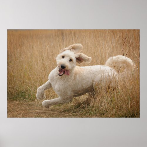 Goldendoodle Runs Through Grass Poster