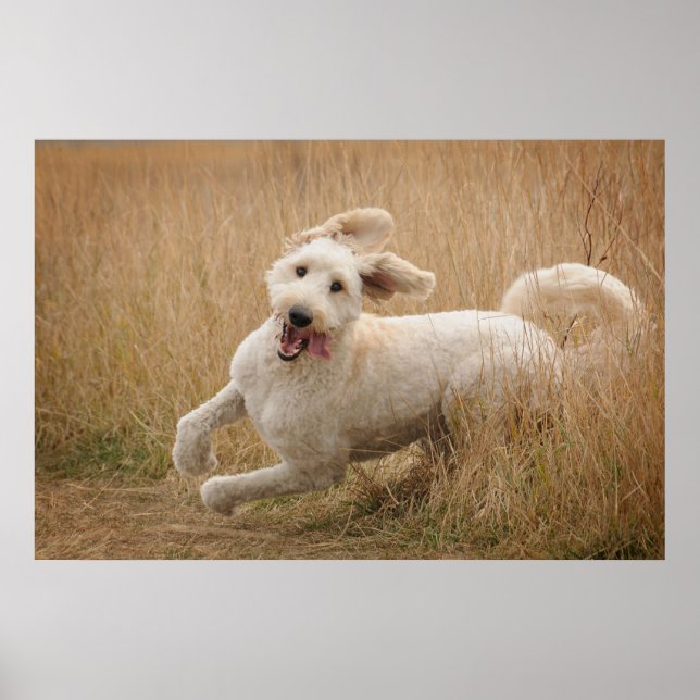 Goldendoodle Runs Through Grass Poster (Front)