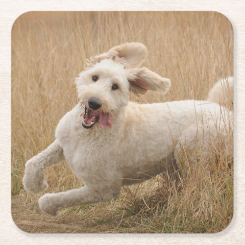 Goldendoodle Runs Through Grass Square Paper Coaster