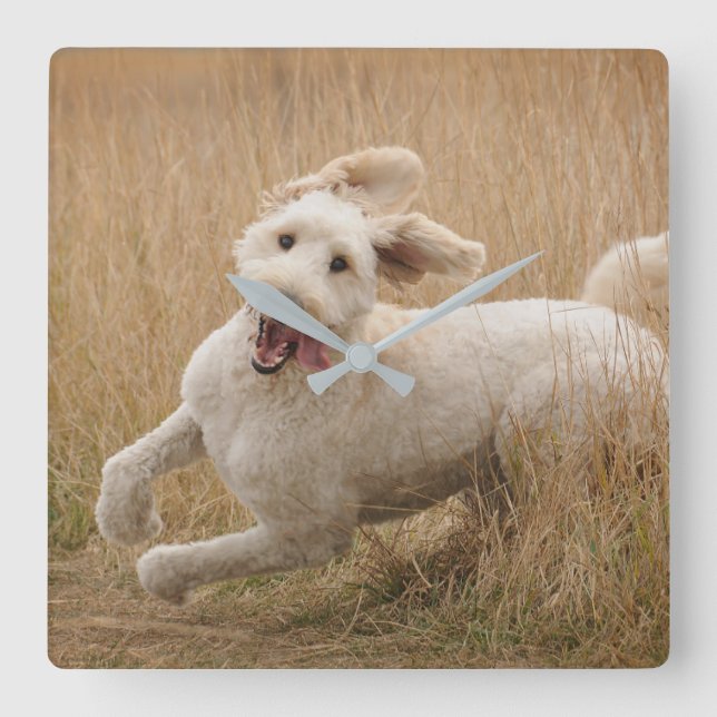Goldendoodle Runs Through Grass Square Wall Clock (Front)