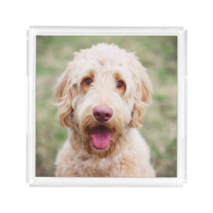 Goldendoodle Smiling Acrylic Tray