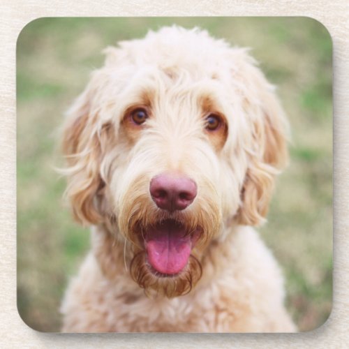 Goldendoodle Smiling Beverage Coaster