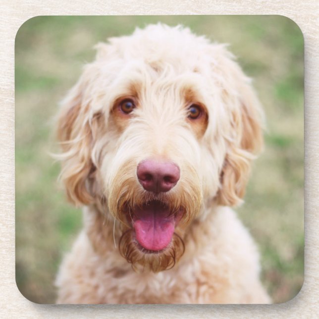 Goldendoodle Smiling Beverage Coaster (Front)
