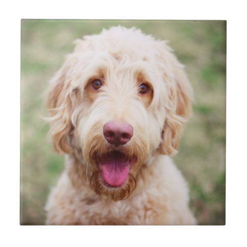 Goldendoodle Smiling Ceramic Tile