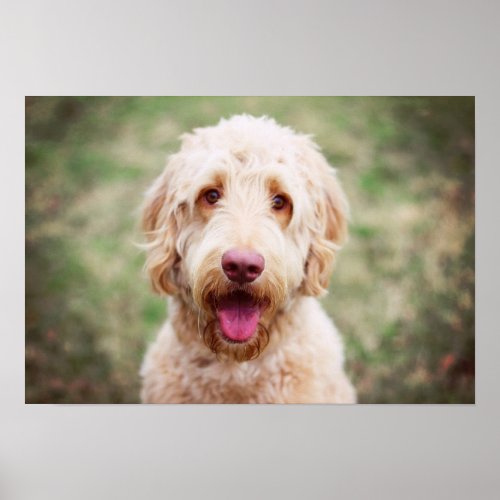 Goldendoodle Smiling Poster