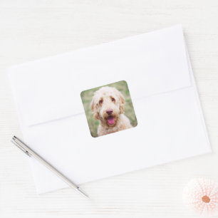 Goldendoodle Smiling Square Sticker
