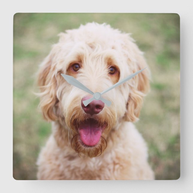 Goldendoodle Smiling Square Wall Clock (Front)