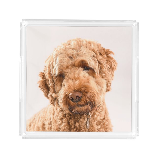 Goldendoodle Studio Portrait Acrylic Tray (Front)