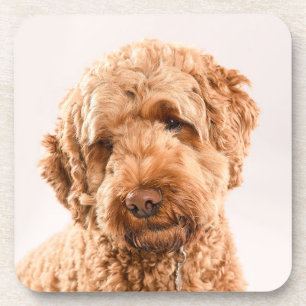 Goldendoodle Studio Portrait Beverage Coaster