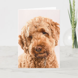 Goldendoodle Studio Portrait Card