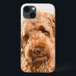 Goldendoodle Studio Portrait iPhone 13 Case<br><div class="desc">A studio portrait of a golden doodle dog looking at the camera.</div>