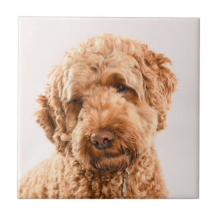 Goldendoodle Studio Portrait Ceramic Tile