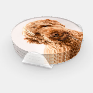 Goldendoodle Studio Portrait Coaster Set