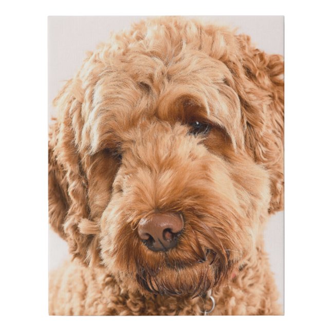 Goldendoodle Studio Portrait Faux Canvas Print (Front)