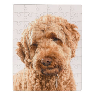 Goldendoodle Studio Portrait Jigsaw Puzzle
