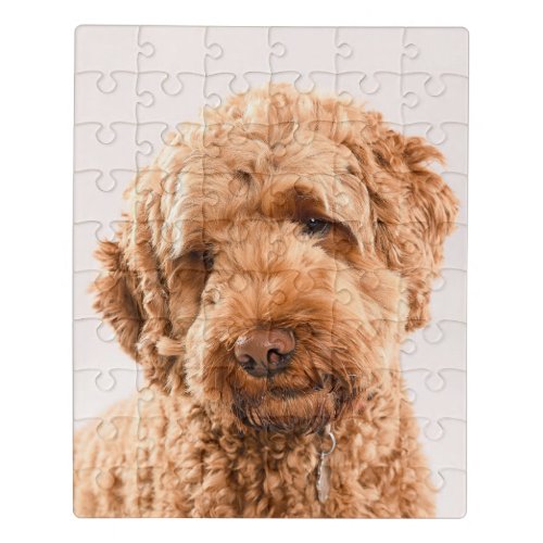Goldendoodle Studio Portrait Jigsaw Puzzle