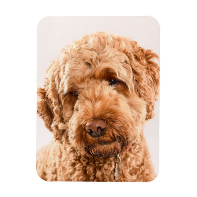 Goldendoodle Studio Portrait Magnet (Vertical)
