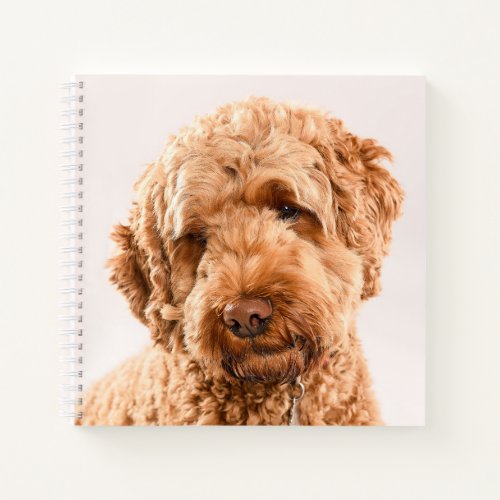 Goldendoodle Studio Portrait Notebook