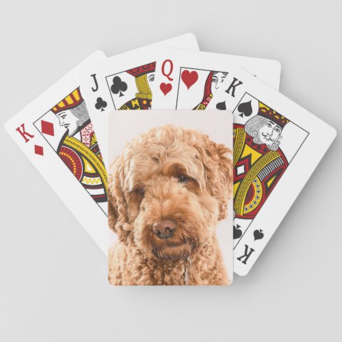 Goldendoodle Studio Portrait Poker Cards