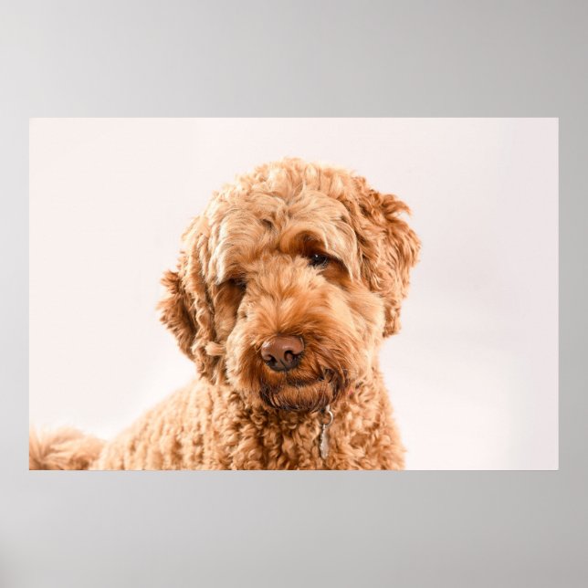 Goldendoodle Studio Portrait Poster (Front)