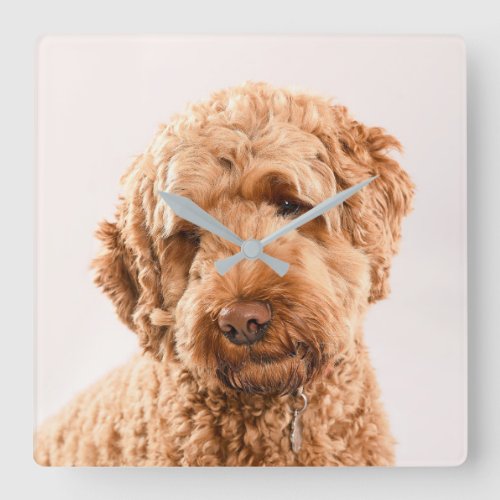 Goldendoodle Studio Portrait Square Wall Clock