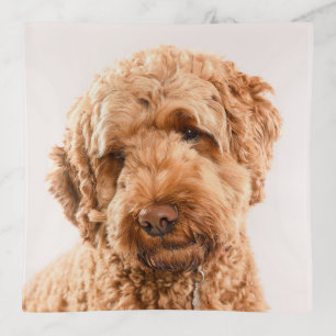 Goldendoodle Studio Portrait Trinket Tray