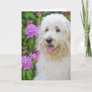 Goldendoodle Thinking of You Card