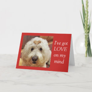 Goldendoodle Valentine's Day card