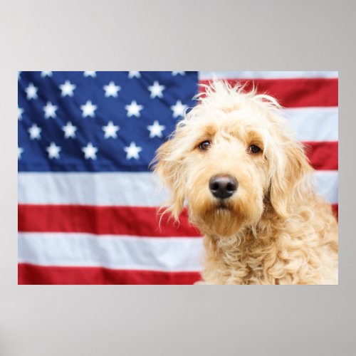Goldendoodle With American Flag Poster