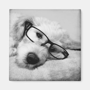 Goldendoodle With Glasses Magnet