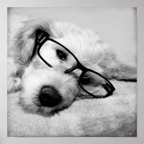 Goldendoodle With Glasses Poster