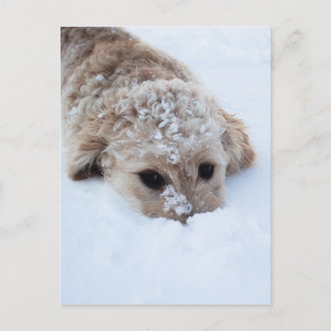 Goldendoodle With Nose In Snow Postcard (Front)