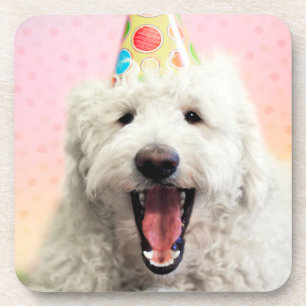Goldendoodle With Party Hat Beverage Coaster