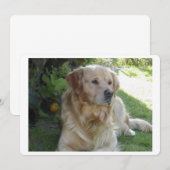 Goldenretriever laying 2.png (Front/Back)