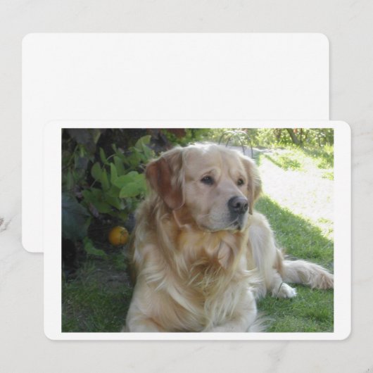 Goldenretriever laying 2.png (Front/Back)