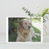 Goldenretriever laying 2.png (Standing Front)